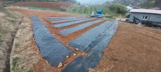 도라지 꽃님의 기타작물 · 영농일지 작성글 사진