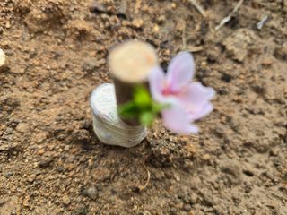 노아님의 복숭아 · 영농일지 작성글 사진