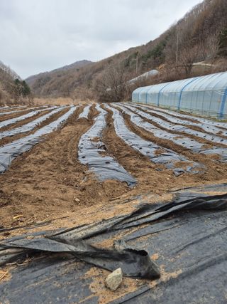 왕자농원님의 기타작물 · 영농일지 작성글 사진