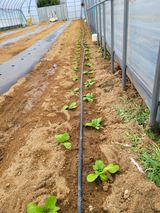 팜모닝 기타작물·영농일지 게시글 이미지