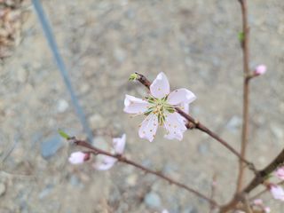 김홍중님의 기타작물 · 영농일지 작성글 사진