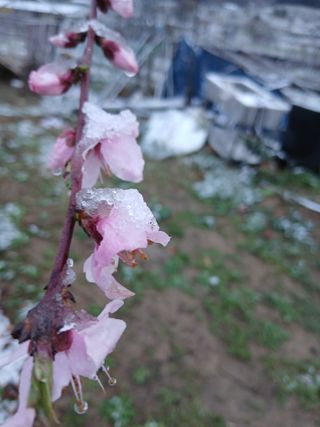 유종수님의 기타작물 · 영농일지 작성글 사진