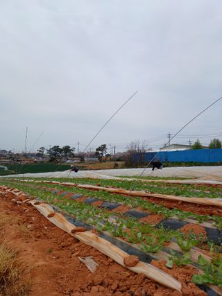 결단이님의 기타작물 · 영농일지 작성글 사진