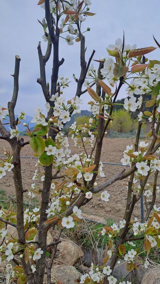 서은숙님의 기타작물 · 영농일지 작성글 사진