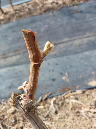 상훈경영체등록5년차님의 기타작물 · 영농일지 작성글 사진