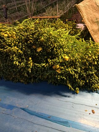 조희후 님의 기타작물 · 영농일지 작성글 사진