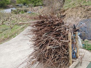 단감당감님의 감 · 영농일지 작성글 사진
