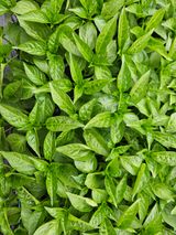 팜모닝 기타작물·영농일지 게시글 이미지