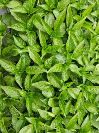 김주희님의 기타작물 · 영농일지 작성글 사진