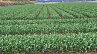 서정욱님의 마늘 · 영농일지 작성글 사진