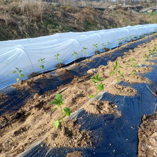 두릅나무13435님의 기타작물 · 영농일지 작성글 사진