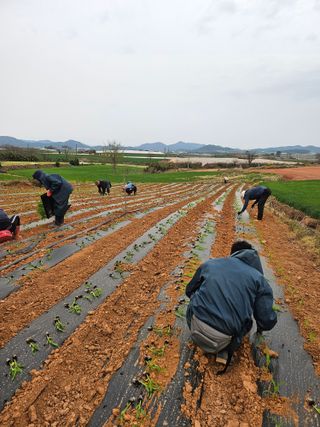 강선미님의 기타작물 · 영농일지 작성글 사진