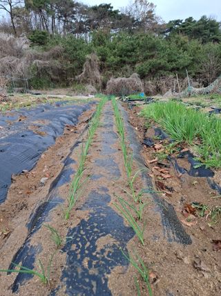 권용덕님의 기타작물 · 영농일지 작성글 사진
