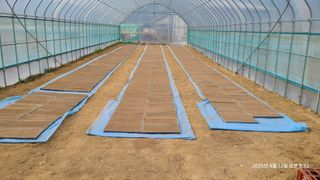 삼신령님의 벼 · 영농일지 작성글 사진