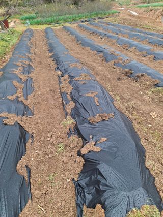 박덕남님의 고추 · 영농일지 작성글 사진