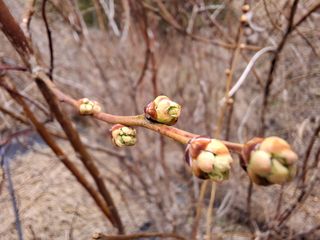 황인근님의 블루베리 · 영농일지 작성글 사진