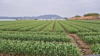 서정욱님의 마늘 · 영농일지 작성글 사진