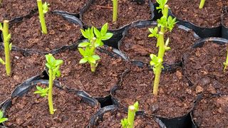 여우내 이순홍님의 파 · 영농일지 작성글 사진