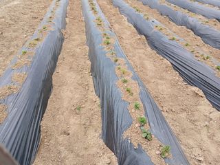 최남옥님의 기타작물 · 영농일지 작성글 사진