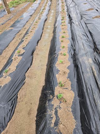 옥산월배님의 호박 · 영농일지 작성글 사진