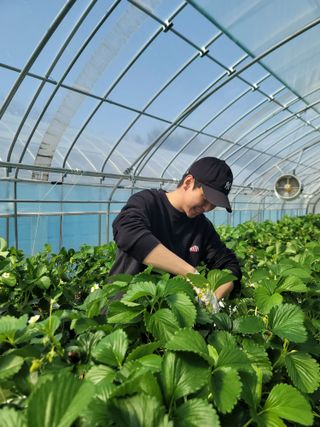 장인호님의 딸기 · 영농일지 작성글 사진