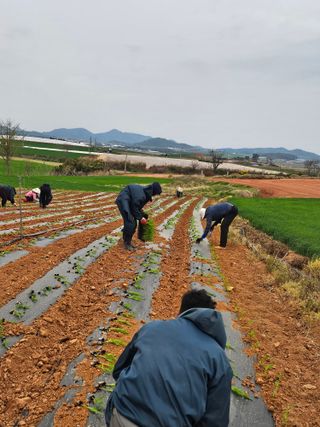 강선미님의 기타작물 · 영농일지 작성글 사진