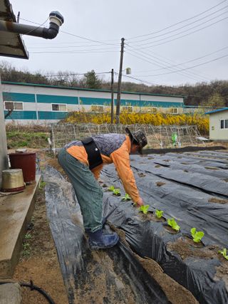 옥산월배님의 호박 · 영농일지 작성글 사진