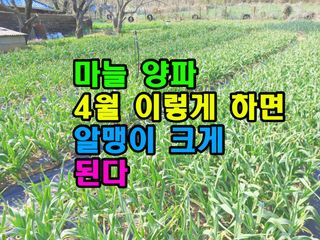 꿈꾸는텃밭님의 마늘 · 영농일지 작성글 사진