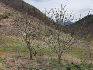 조동일님의 사과 · 영농일지 작성글 사진