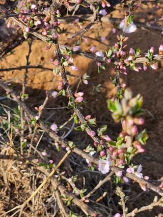 이주연님의 기타작물 · 영농일지 작성글 사진