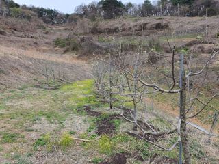 조동일님의 사과 · 영농일지 작성글 사진