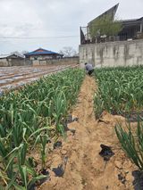 팜모닝 마늘·영농일지 게시글 이미지