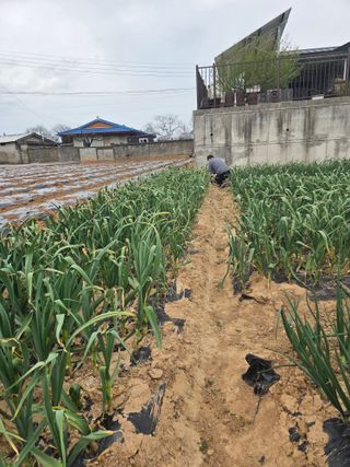 파인cool님의 마늘 · 영농일지 작성글 사진