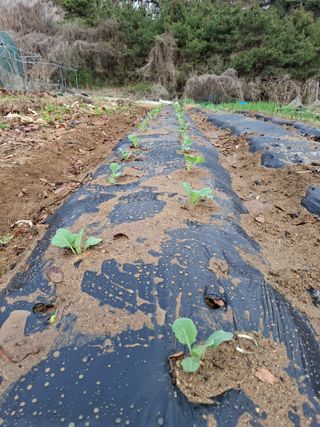 권용덕님의 기타작물 · 영농일지 작성글 사진