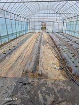 팜모닝 고추·영농일지 게시글 이미지