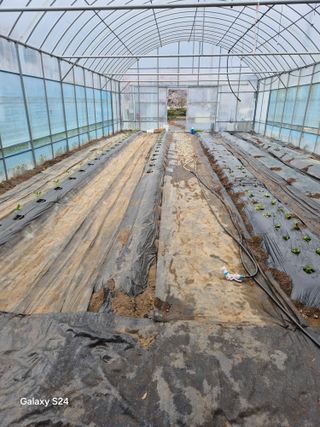 한양희님의 고추 · 영농일지 작성글 사진