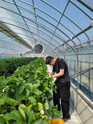 장인호님의 딸기 · 영농일지 작성글 사진