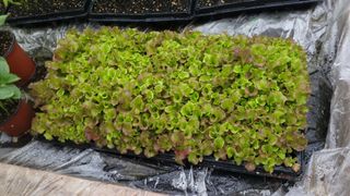 여우내 이순홍님의 파 · 영농일지 작성글 사진