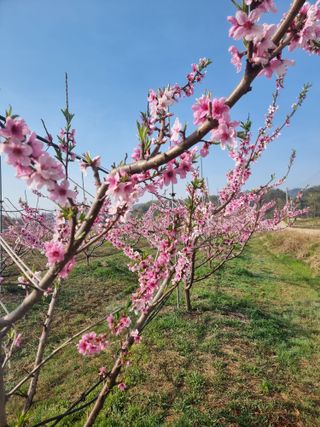 해찬들농원님의 복숭아 · 영농일지 작성글 사진