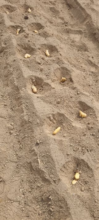 박사원농장님의 기타작물 · 영농일지 작성글 사진