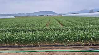 서정욱님의 마늘 · 영농일지 작성글 사진