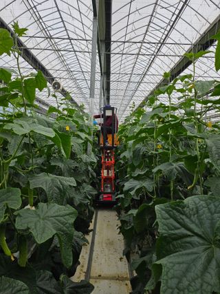 태이린팜님의 오이 · 영농일지 작성글 사진