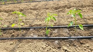 권병국님의 고추 · 영농일지 작성글 사진