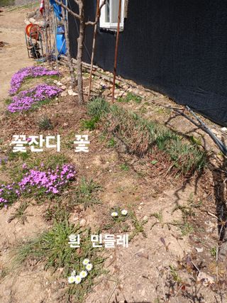 안승호님의 기타작물 · 영농일지 작성글 사진