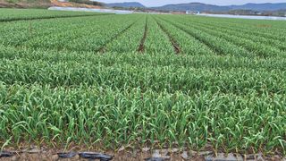 서정욱님의 마늘 · 영농일지 작성글 사진