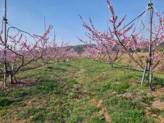 해찬들농원님의 복숭아 · 영농일지 작성글 사진