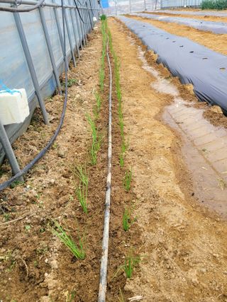 민원배님의 기타작물 · 영농일지 작성글 사진