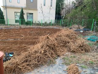 백용구님의 두릅 · 영농일지 작성글 사진