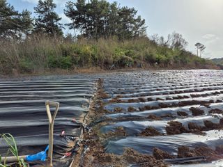 착한농부 안병하님의 기타작물 · 영농일지 작성글 사진