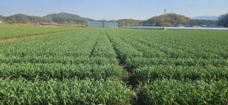 구춘봉님의 마늘 · 영농일지 작성글 사진